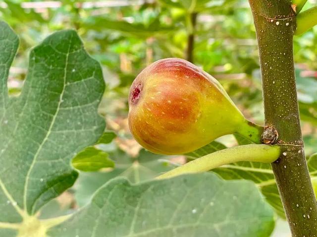 全网爆火！被里水这座浪漫岛屿惊艳到了！游玩攻略→