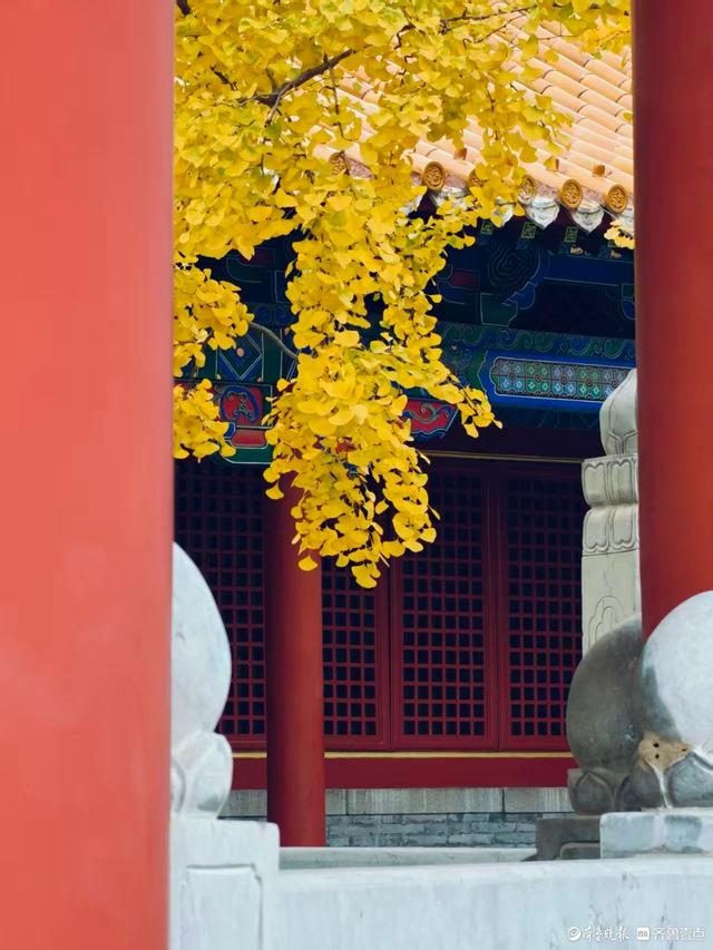 文庙秋韵，金叶叩红墙