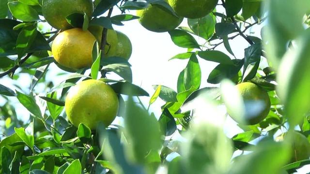 35公里走廊串珠成链，惠东白盆珠绘就“山湖毓秀”和美画卷