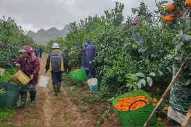 “沃”野丰景焕发乡村新气象图片