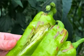 防住病毒和细菌 病害远离越夏菜图片