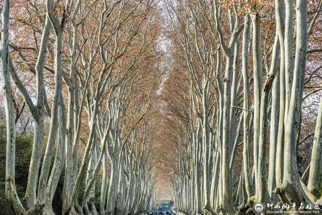 南京梧桐大道限定“皮肤”上线 ， 出片机位再升级