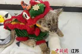 徐州九顶山野生动物园热火朝天迎新春图片