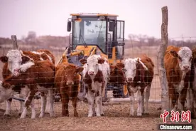 被“休春假”改变了的中国北疆草原图片