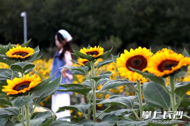 秋日赏花哪里去？省植物园邀您共赴秋日花宴