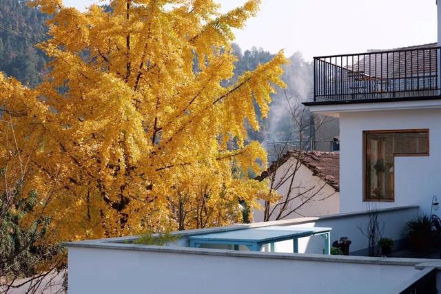 临安，一座被银杏腌入味的城市