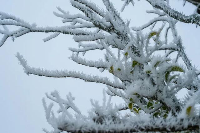 冬日限定！贵州的雾凇秘境藏不住了