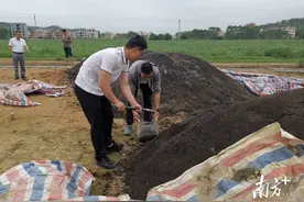 化州推行绿色种养循环，累计完成应用面积近30万亩图片