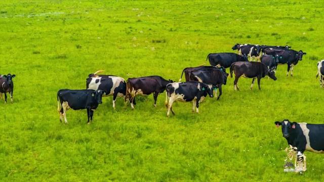 西拉沐沦河畔的石榴花