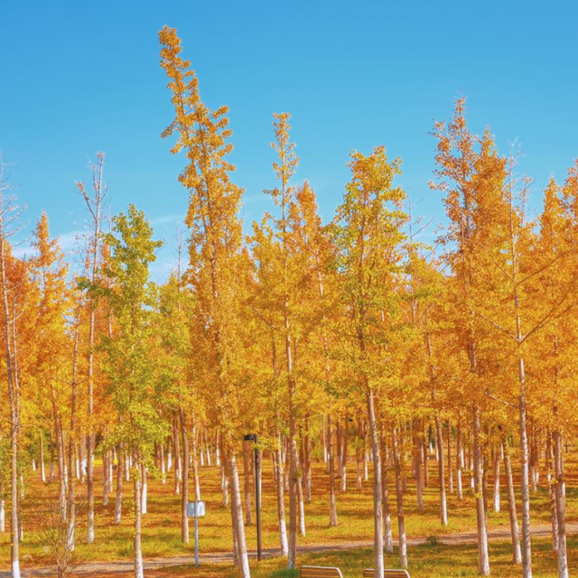 生态科技新城冬日色彩：满城尽染“银杏黄”