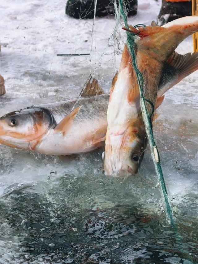 别问冷不冷，就问明天10点哈素海你到不到！冬捕、温泉、美食这里全！都！有！