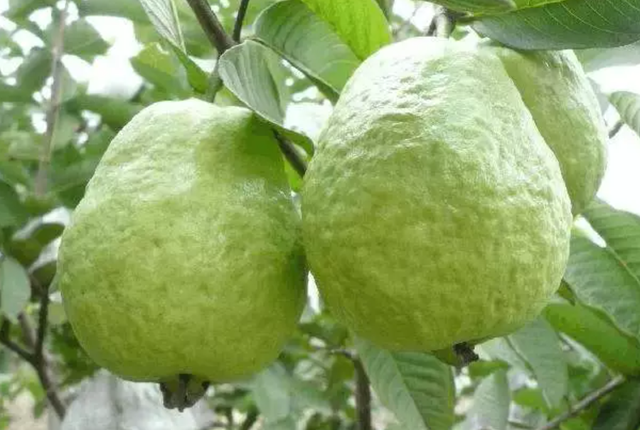 南宁就是冬日旅游天花板！摘果+跑马+演唱会+美景打卡，带你玩转“水果自由”之旅