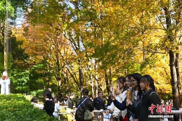 昆明植物园枫香大道层林尽染引八方游客