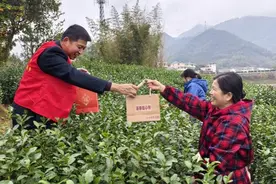 春茶不等人！松阳党员干部护航生产抢“鲜”机图片