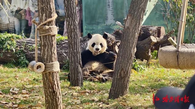国庆假期，哈尔滨太阳岛大熊猫馆人气爆棚