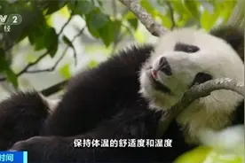 速来围观！大熊猫幼崽为何频繁上树？专家揭秘图片