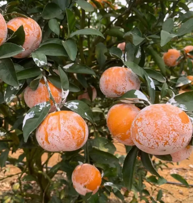 南宁冬季水果采摘全攻略 | 东北老铁、西北家人，告别猫冬！来南宁实现“水果自由”