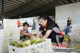 镇赉：庭院种植黏玉米 农企合作增效益图片