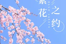 盐城两大花海正式进入赏花期！图片