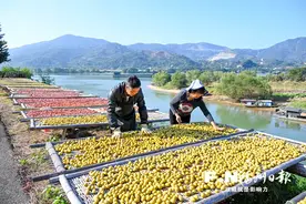 闽侯橄榄“C位出圈”图片