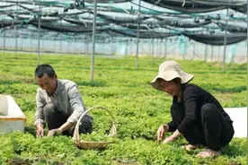 江西赣州：品味舌尖上的春天 艾果飘香撬动艾草产业兴旺图片