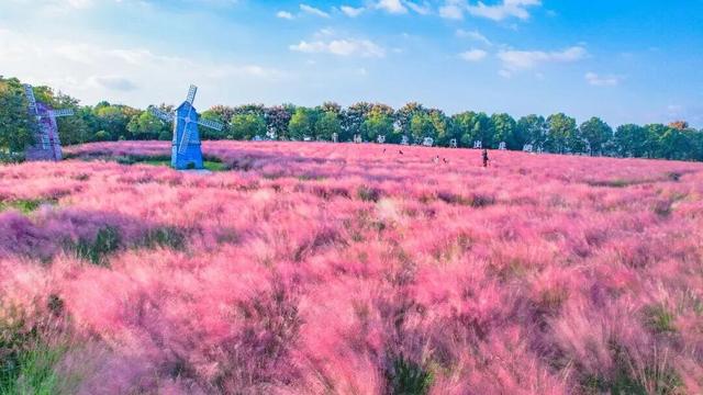 免费参与！武汉市民文旅大讲堂花博汇专场招募启动