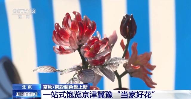 多彩秋叶+菊花文化节 深秋的北京成了调色板