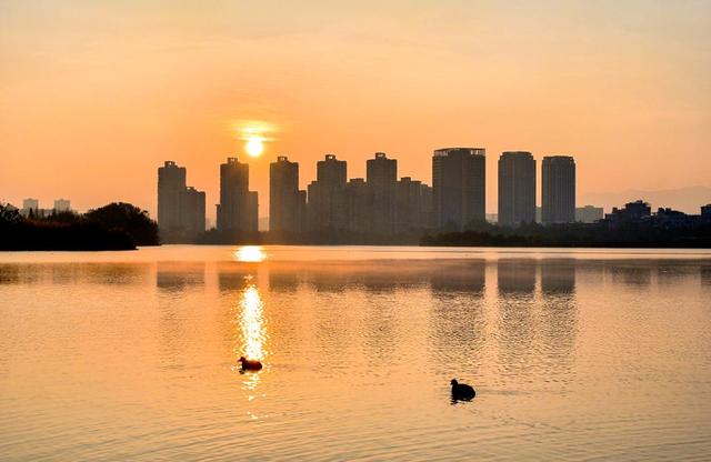 海鸥为何奔赴弥勒？原因找到了...