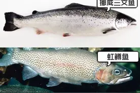 新疆三文鱼可以生吃吗？听听宁波渔业专家怎么说图片