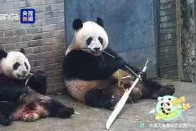 调皮捣蛋→委屈巴巴 看被妈妈连拒两次的熊猫幼崽图片