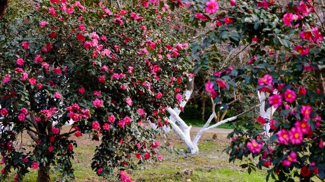 闭眼出片！武汉植物园茶梅进入最佳观赏期 这份浪漫攻略请收好