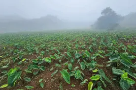 在致富路上“芋”来愈好图片