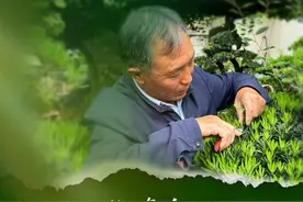 指尖有绝技｜古景新生：徽州古村“盘”活盆景变前景图片