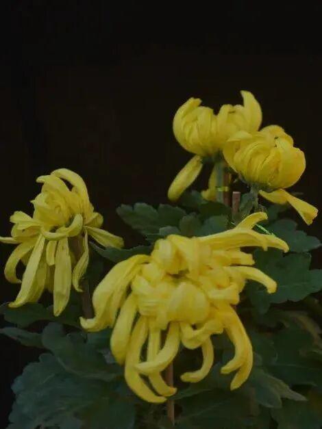 这场秋菊盛会，描绘着福建的千年风雅