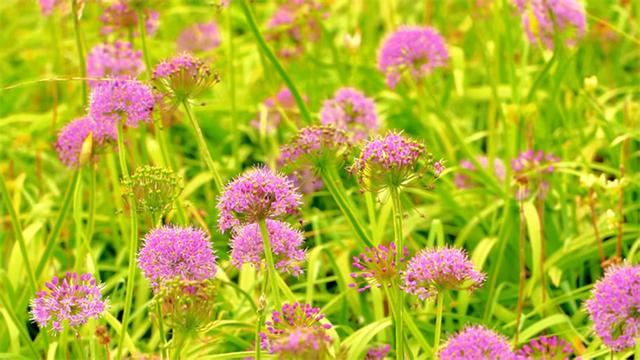 从七星关去韭菜坪，去看云上花海
