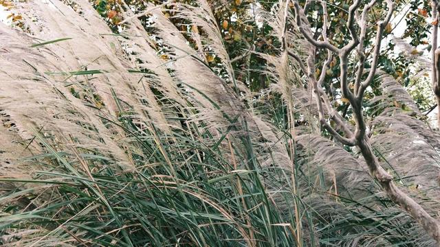 域见上海·域见奉贤｜奉浦秋日限定！这三条宝藏路线，承包所有秋日浪漫，刷爆朋友圈就靠它