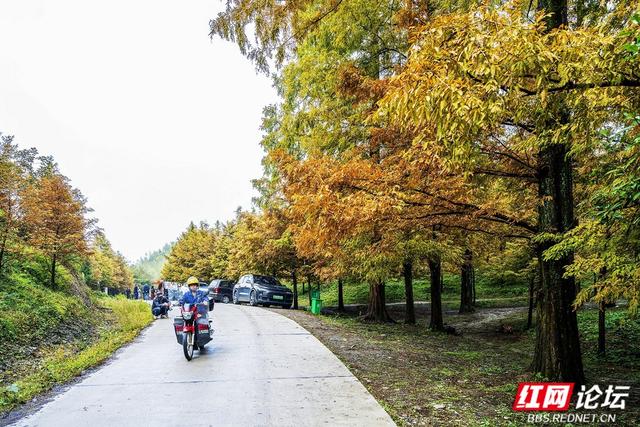 【每日一图@湖南】秋去冬来，赴一场怀化水杉林的红黄盛宴