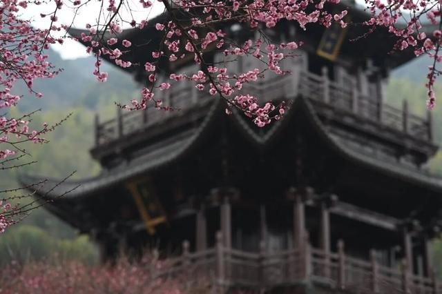 江西铅山：葛仙村两千株梅花已盛开