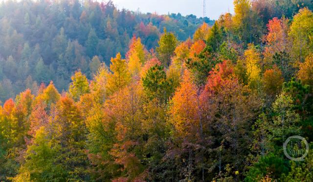 忠县彩林，解锁色彩斑斓的冬日美景！