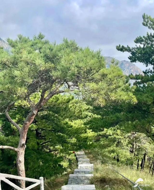 组图丨泰山秋韵：当云海吻过山林 是独属于十月的浪漫