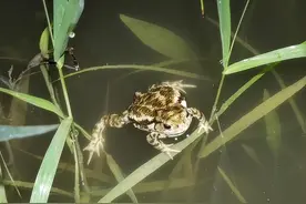 生物多样性｜黄浦野趣之城市水潭中的两栖类生物图片