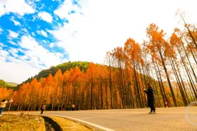 垫江红杉林 冬景美如画图片