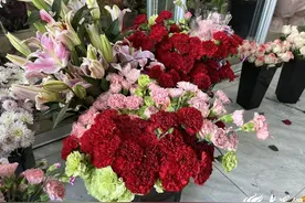 母亲节将至 潍坊康乃馨销售火爆 感恩之花盛开在每个角落图片