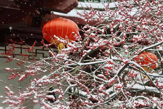 ​东湖梅花枝头俏，大雪里的“中式美学”尽显诗意