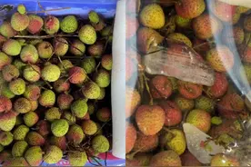 武汉荔枝价格现走低趋势：一市场内妃子笑批发价仅10元一斤，商贩称已与往年持平图片