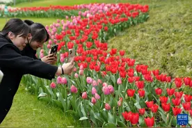 杭州：郁金香花海引客来图片