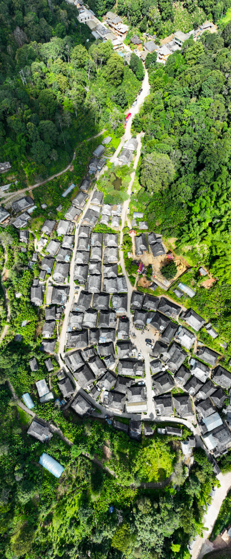 云新闻策划丨景迈山十二时辰：山中无历，茶语为时