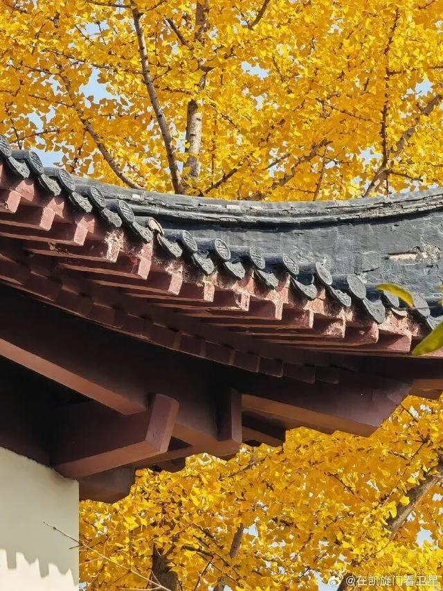 “西红柿炒蛋树”排队？快来秦淮开启“金黄时刻”！