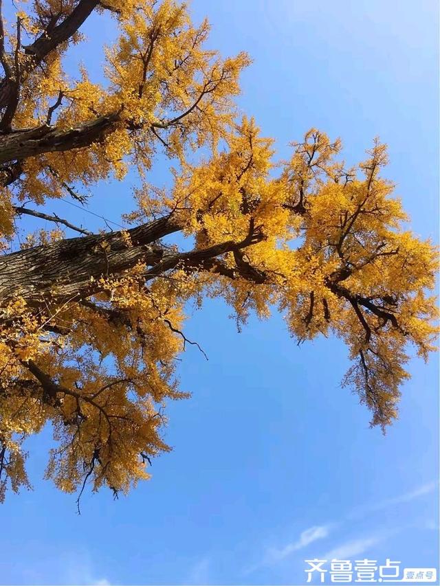 水韵悠悠访泉林