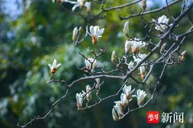 南京多个景区玉兰花开，快来邂逅这份春日心动！图片
